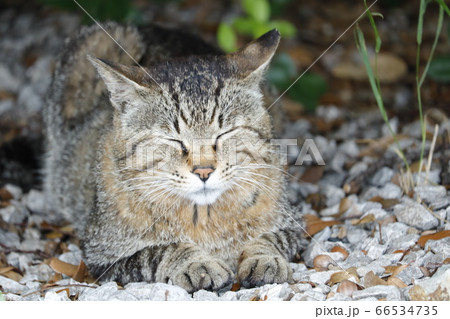 笑っているような表情で寝ているにゃんこ 笑っているような表情で寝ているにゃんこ 66534735