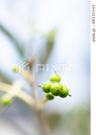 オリーブの木、小さな実がついた 66535142