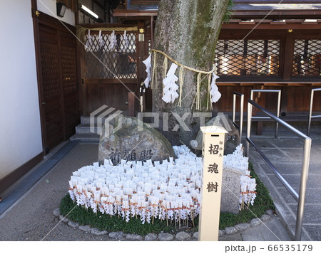 護王神社　招魂樹 66535179