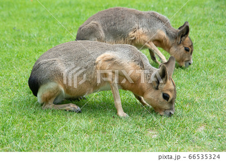 Patagonian Mara, two hares Patagonian Mara, two hares 66535324