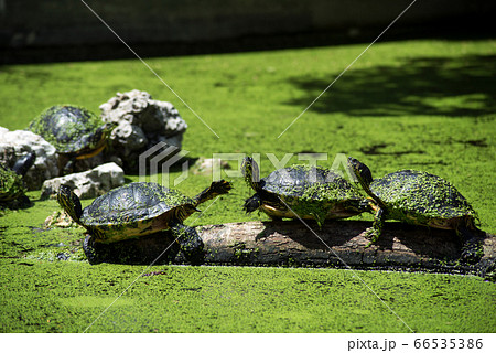 group of water turtles on tree trunk in the water 66535386