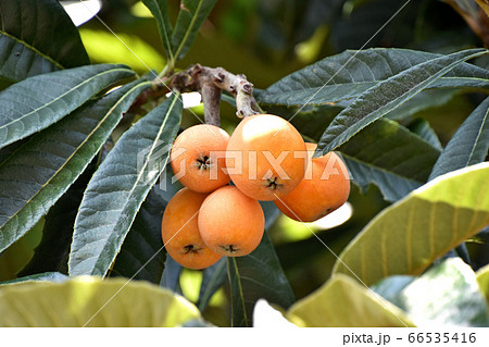 ビワの実 66535416