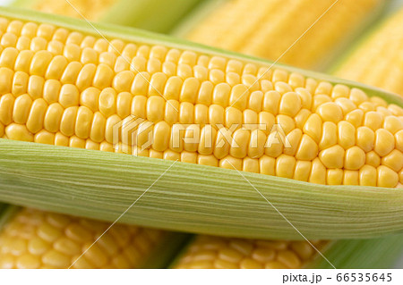 とうもろこし 66535645
