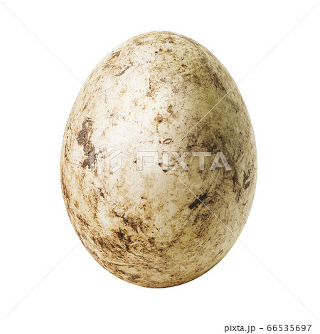 White dirty egg White dirty egg 66535697