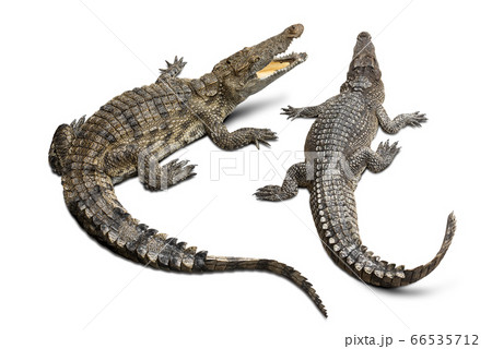 Crocodile isolated Crocodile isolated 66535712