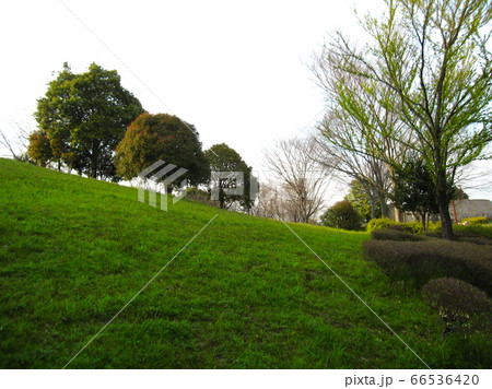公園の傾斜のある広場 66536420