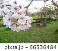公園にある桜と机と椅子　 cherry tree and a desk and chair 66536484