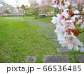 公園にある桜と机と椅子　A cherry tree and a desk and chair 66536485