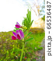 カラスノエンドウとも呼ばれるヤハズエンドウ　Vicia sativa subsp 66536487