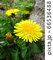 道端で咲くタンポポ　The dandelion which blooms 66536488