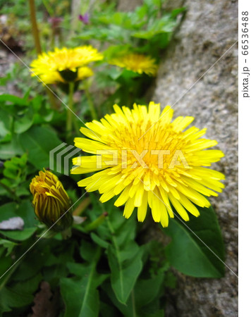 道端で咲くタンポポ The dandelion which blooms 道端で咲くタンポポ The dandelion which blooms 66536488