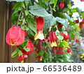 チロリアンランプとも呼ばれるウキツリボク　Abutilon megapotamicum 66536489