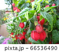 チロリアンランプとも呼ばれるウキツリボク　Abutilon megapotamicum 66536490