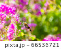 花の蜜を吸うオオスカシバと小町草 花の蜜を吸うオオスカシバと小町草 66536721