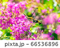 花の蜜を吸うオオスカシバと小町草 花の蜜を吸うオオスカシバと小町草 66536896