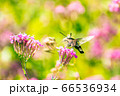 花の蜜を吸うオオスカシバと小町草 花の蜜を吸うオオスカシバと小町草 66536934