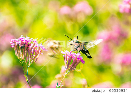 花の蜜を吸うオオスカシバと小町草 66536934