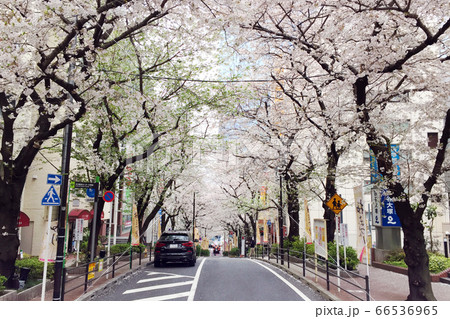 渋谷区桜丘町 さくらまつり 渋谷区桜丘町 さくらまつり 66536965