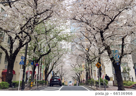渋谷区桜丘町 さくらまつり 渋谷区桜丘町 さくらまつり 66536966