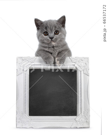 Chalkboard filled frame held up by kitten on white 66537172