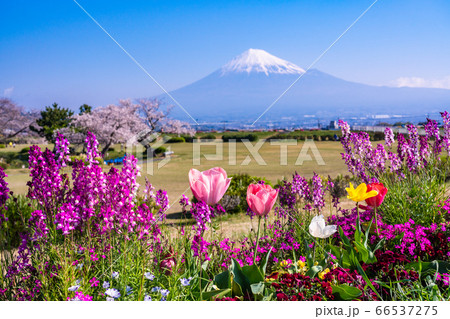 （静岡県）春の花咲く、富士市の雁堤（かりがねづつみ）から、富士山 66537275