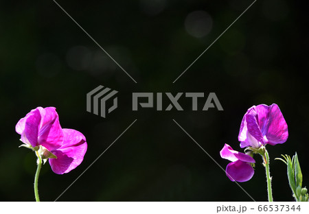 スイートピー 66537344