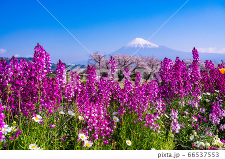 (静岡県)春の花咲く、富士市の雁堤(かりがねづつみ) 富士山 (静岡県)春の花咲く、富士市の雁堤(かりがねづつみ) 富士山 66537553