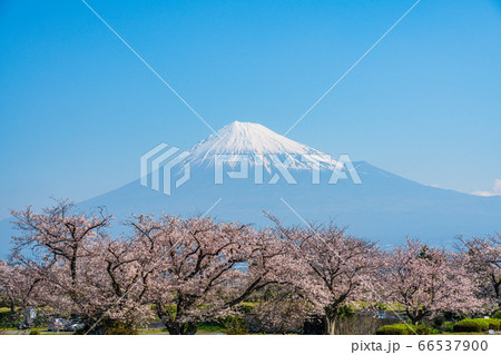 (静岡県)桜満開の富士市の雁堤(かりがねづつみ)から望む富士山 (静岡県)桜満開の富士市の雁堤(かりがねづつみ)から望む富士山 66537900