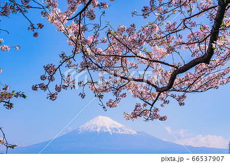 静岡県 桜満開の富士市の雁堤 かりがねづつみ から望む富士山の写真素材