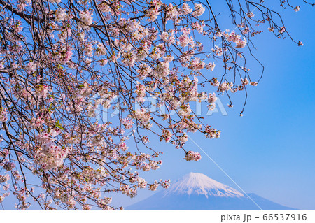 （静岡県）桜満開の富士市の雁堤（かりがねづつみ）から望む富士山 66537916