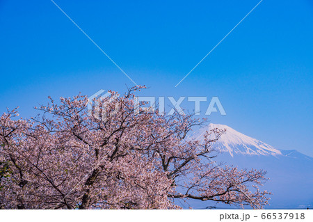 (静岡県)桜満開の富士市の雁堤(かりがねづつみ)から望む富士山 (静岡県)桜満開の富士市の雁堤(かりがねづつみ)から望む富士山 66537918