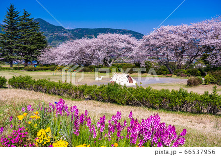 (静岡県)春の花咲く、富士市の雁堤(かりがねづつみ)公園 (静岡県)春の花咲く、富士市の雁堤(かりがねづつみ)公園 66537956