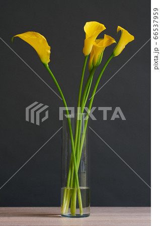 Beautiful bouquet of yellow calla flowers in a vase. Beautiful bouquet of yellow calla flowers in a vase. 66537959