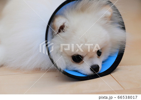 手術後にエリザベスカラーを装着して安静に過ごす愛犬ポメラニアン 66538017