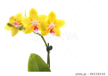 ミディタイプの胡蝶蘭 黄色い花 白背景の写真素材