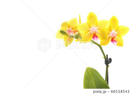 ミディタイプの胡蝶蘭 黄色い花 白背景の写真素材