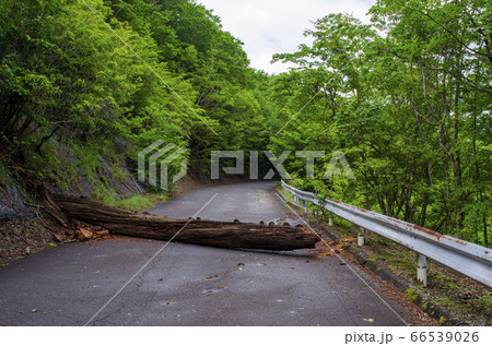 枯れた紅葉樹の倒木が道路を塞いでいる光景 66539026