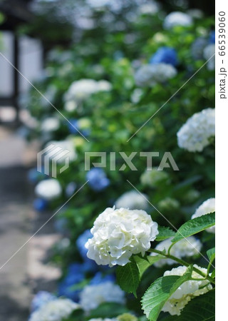 月照寺の紫陽花 66539060