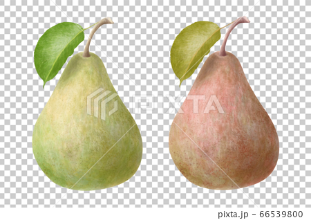 ２色の洋梨のイラスト素材