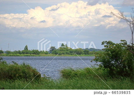 我孫子市手賀沼の風景 66539835