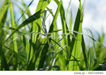 Green leaves and crops Green leaves and crops 66539900