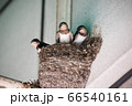 ツバメのヒナ 66540161