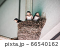 ツバメのヒナ 66540162