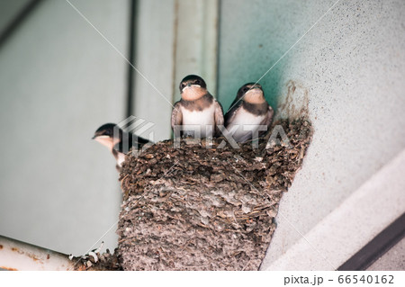 ツバメのヒナ 66540162