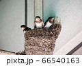 ツバメのヒナ 66540163
