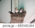 ツバメのヒナ 66540164