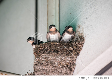 ツバメのヒナ 66540164