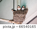 ツバメのヒナ 66540165