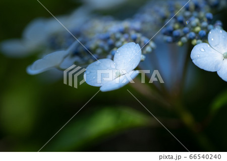 紫陽花 青色 紫陽花 青色 66540240