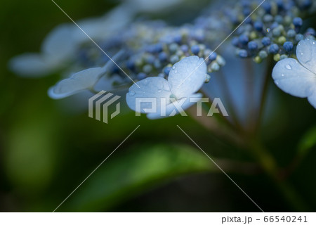 紫陽花　　青色 66540241